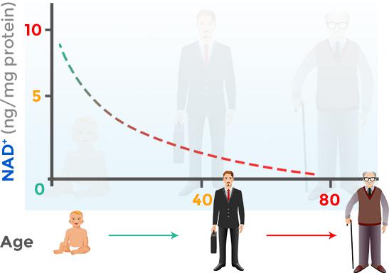 全球首發(fā)酶法制造NAD+“逆天改命”